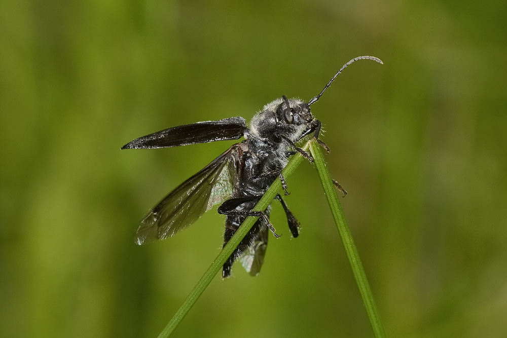 Hylotrupes bajulus con qualche problema?